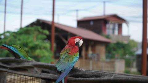 Parrot World - parc animalier immersif proche de Paris grande volière amazonienne