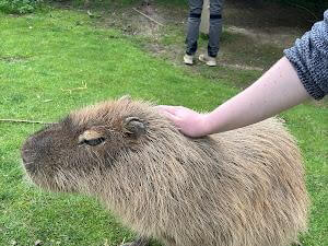 Capybara