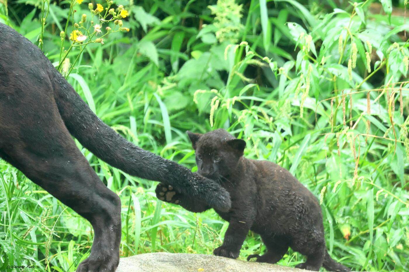 Bébé jaguar noir