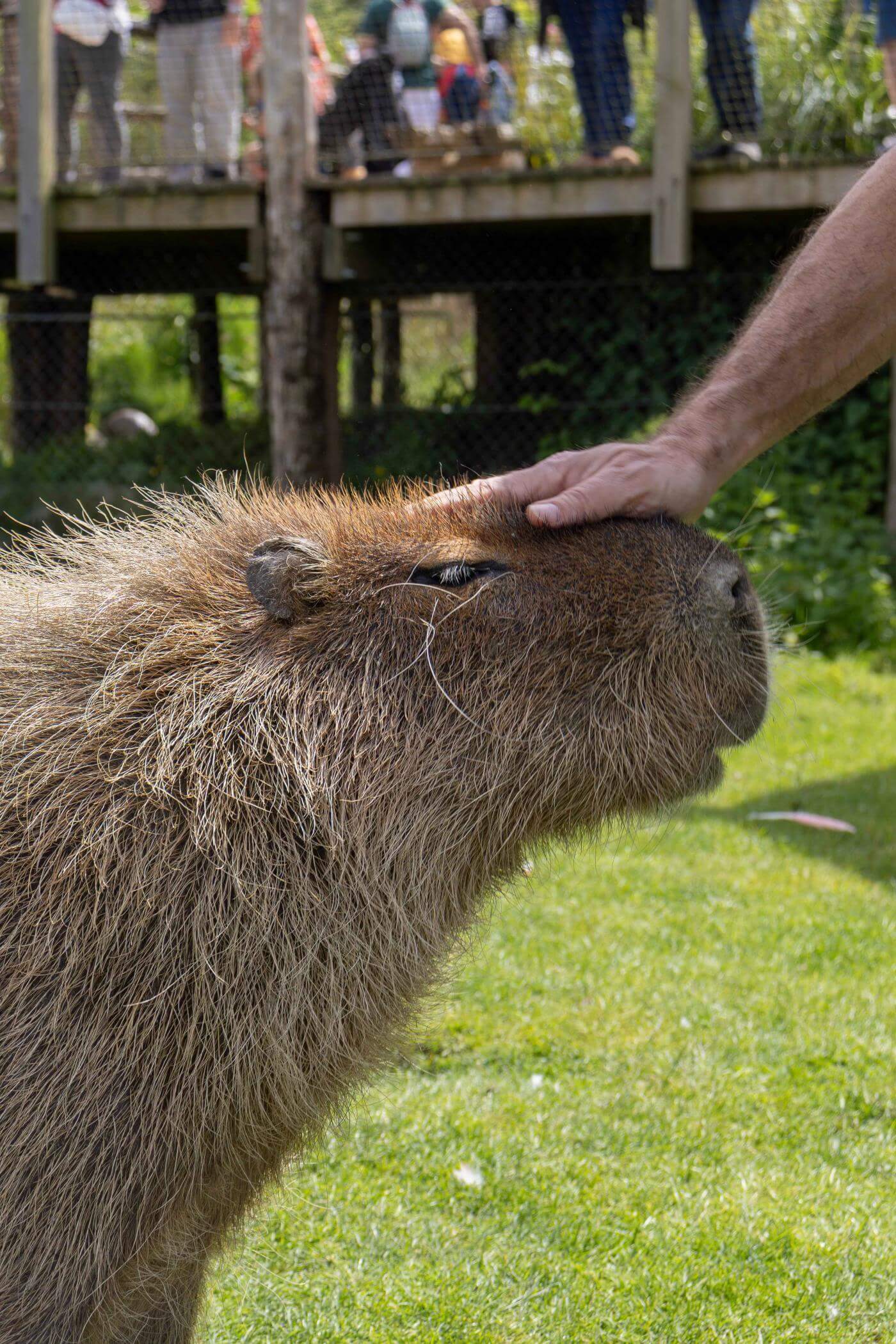 Capybara