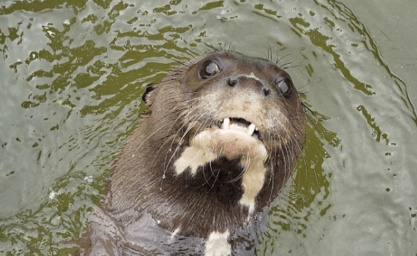 Loutre géante