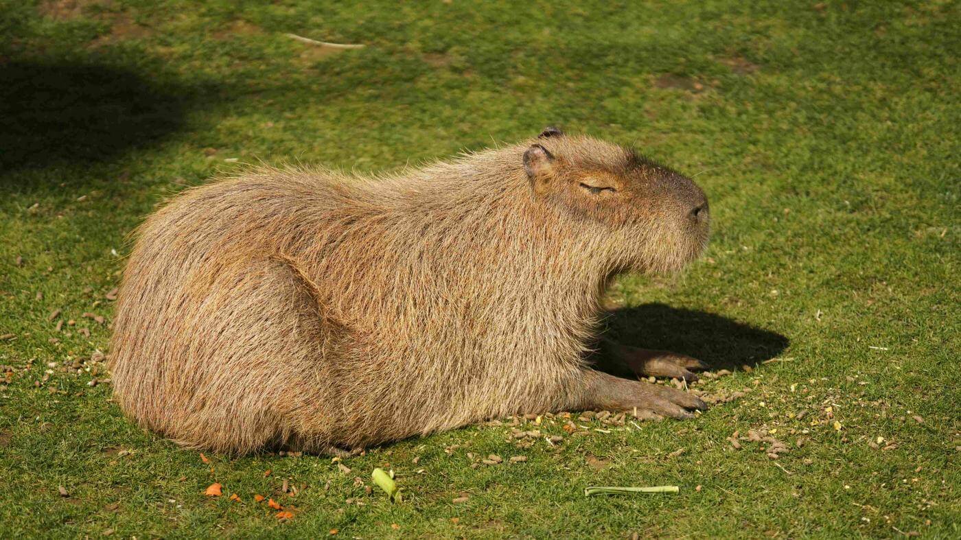 Capybara