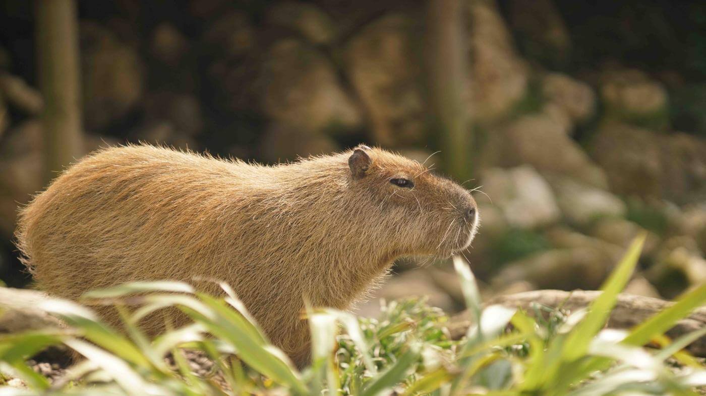 Capybara