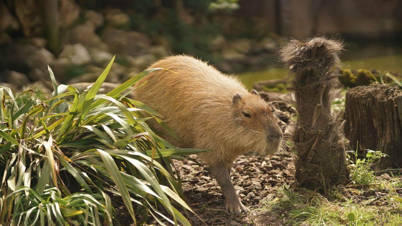 Capybara