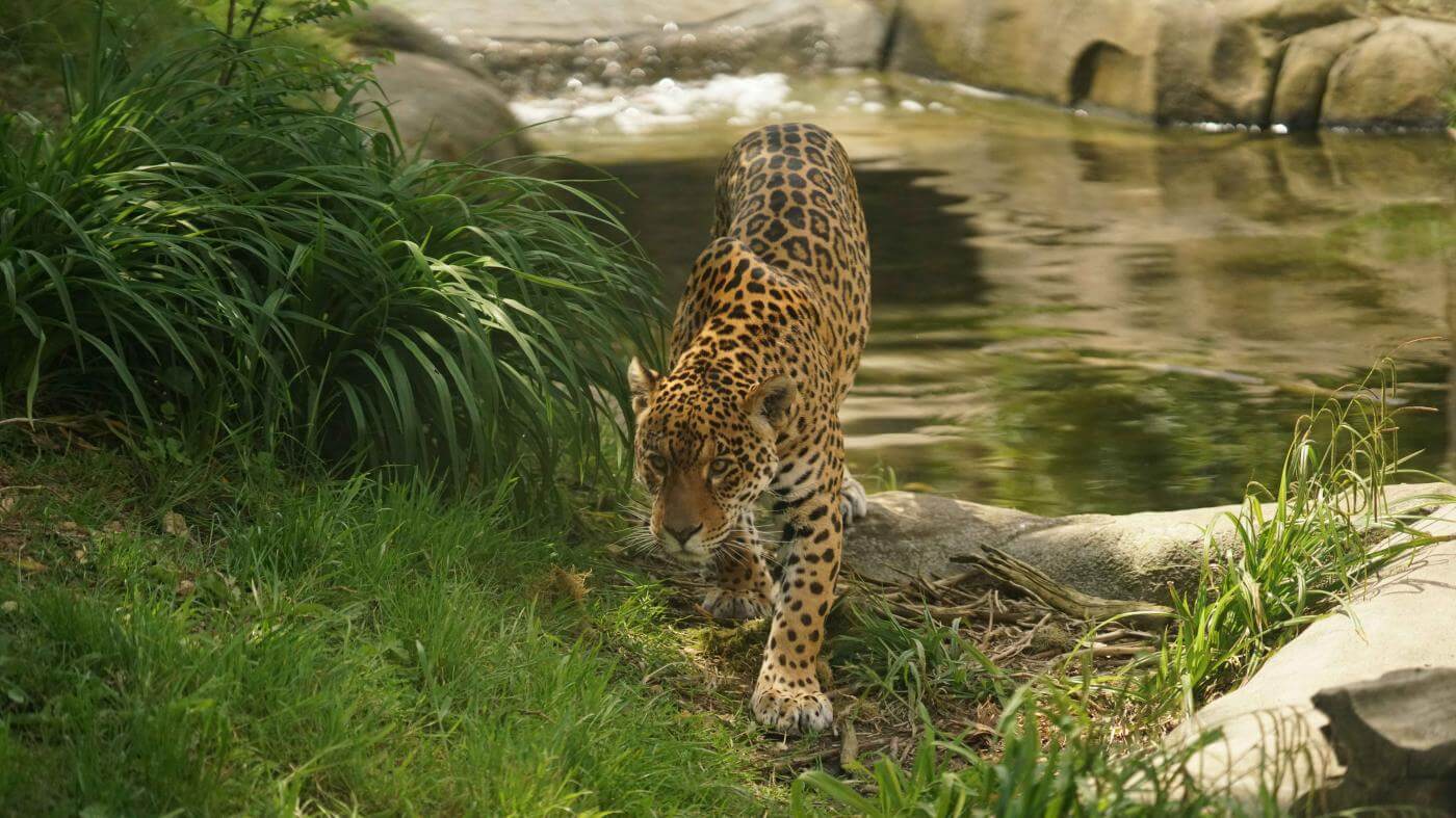 Jaguar