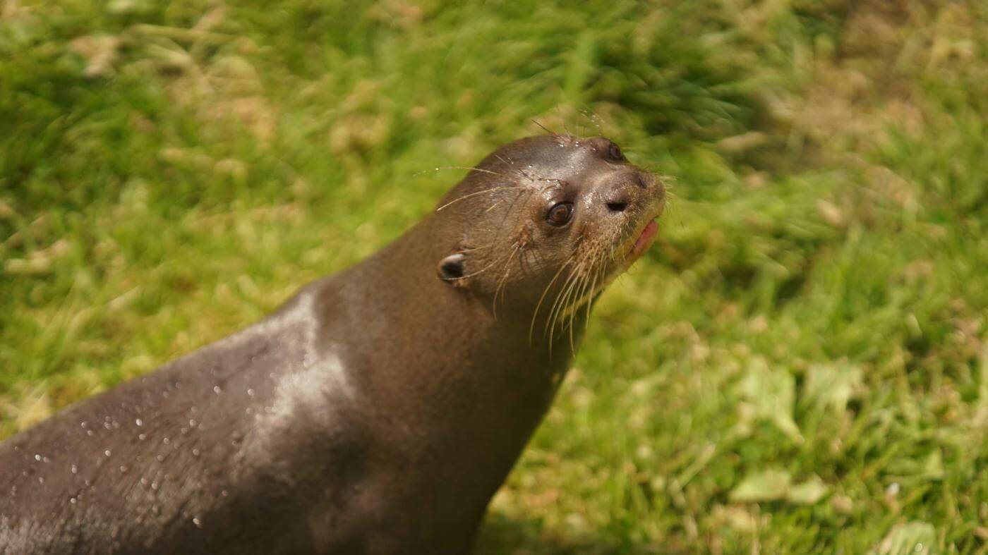 Loutre géante