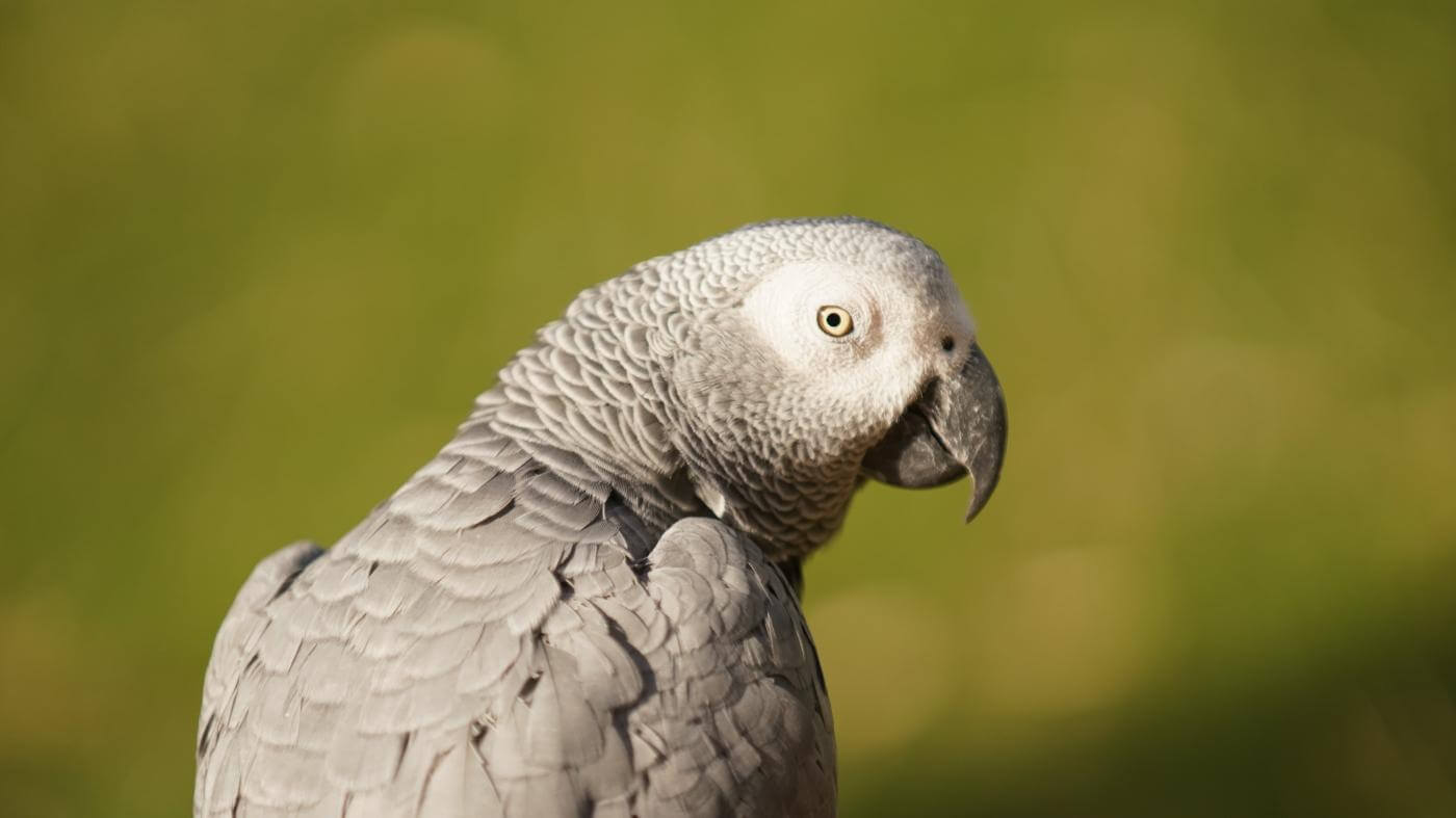 Perroquet gris du Gabon