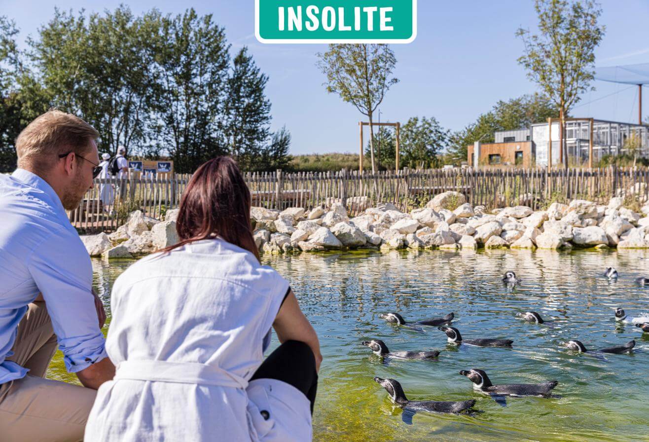 Nourrir les manchots | Activité insolite Parrot World