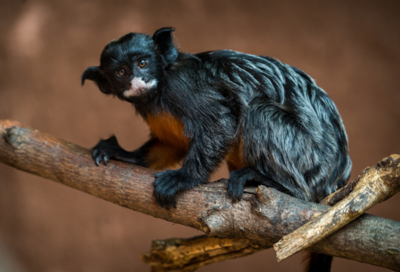 Tamarin labié