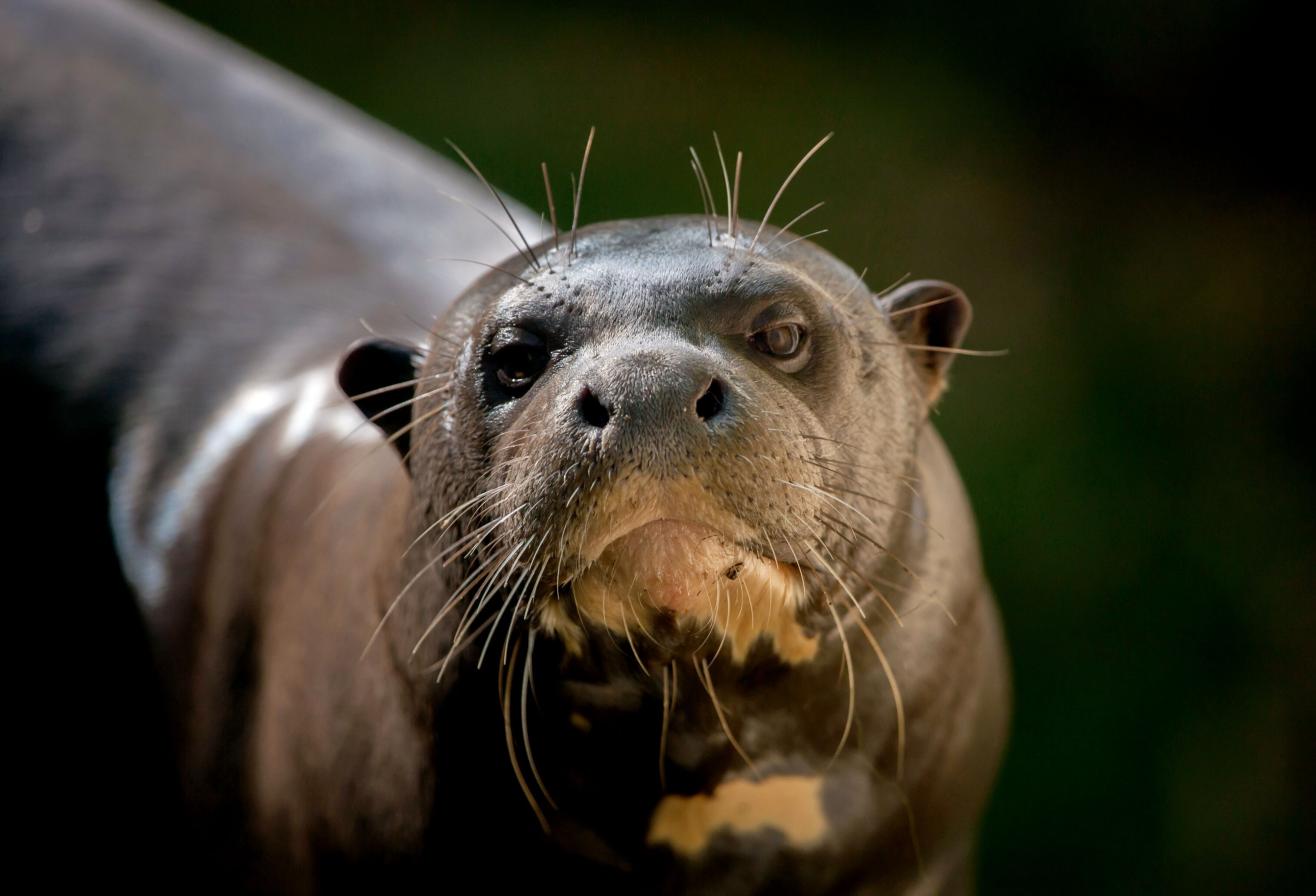 Loutre géante