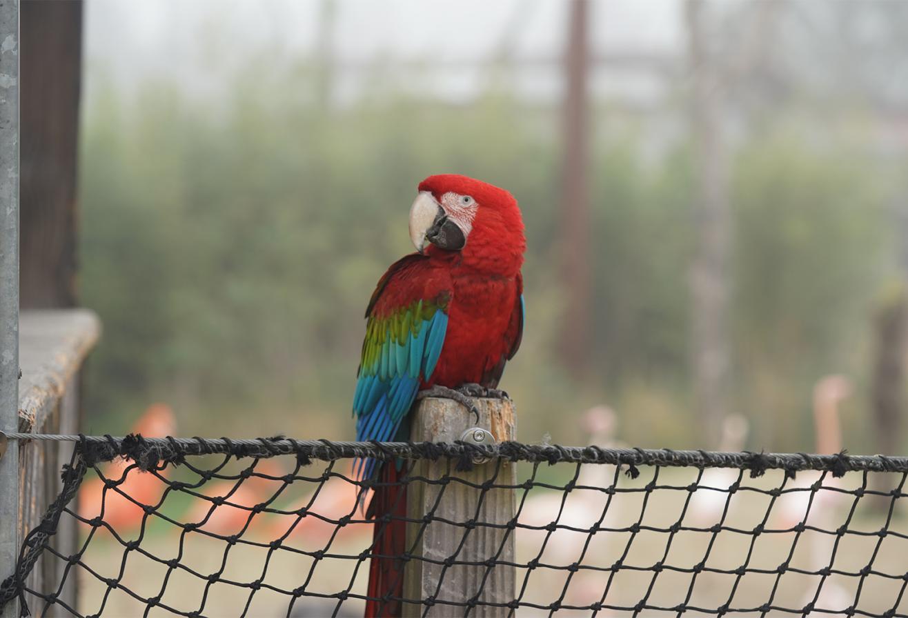 Parrot World - Immersion perroquet