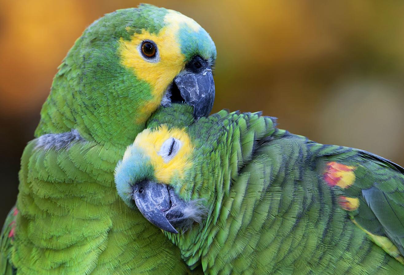 Amazona aestiva