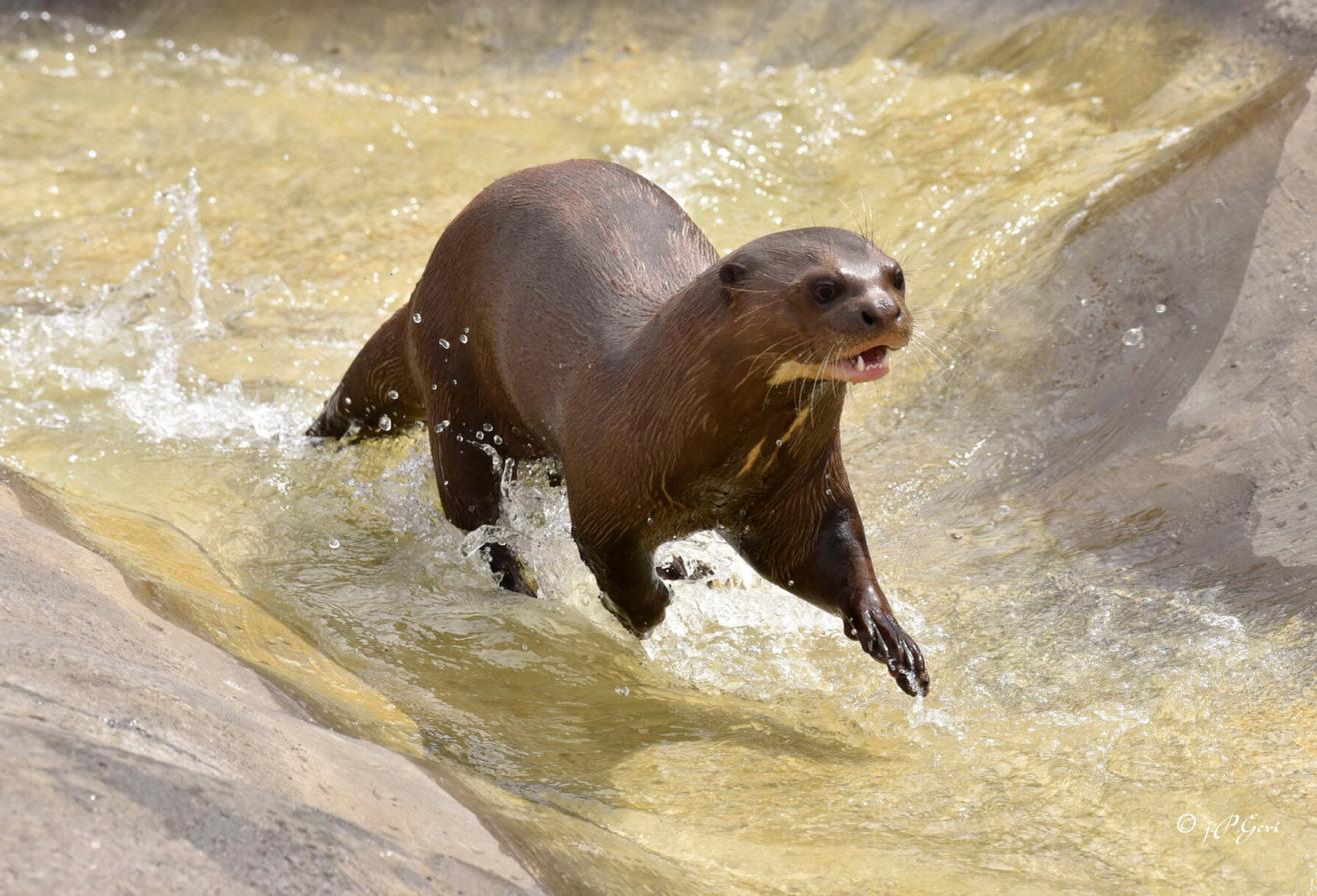 Bahia loutre géante