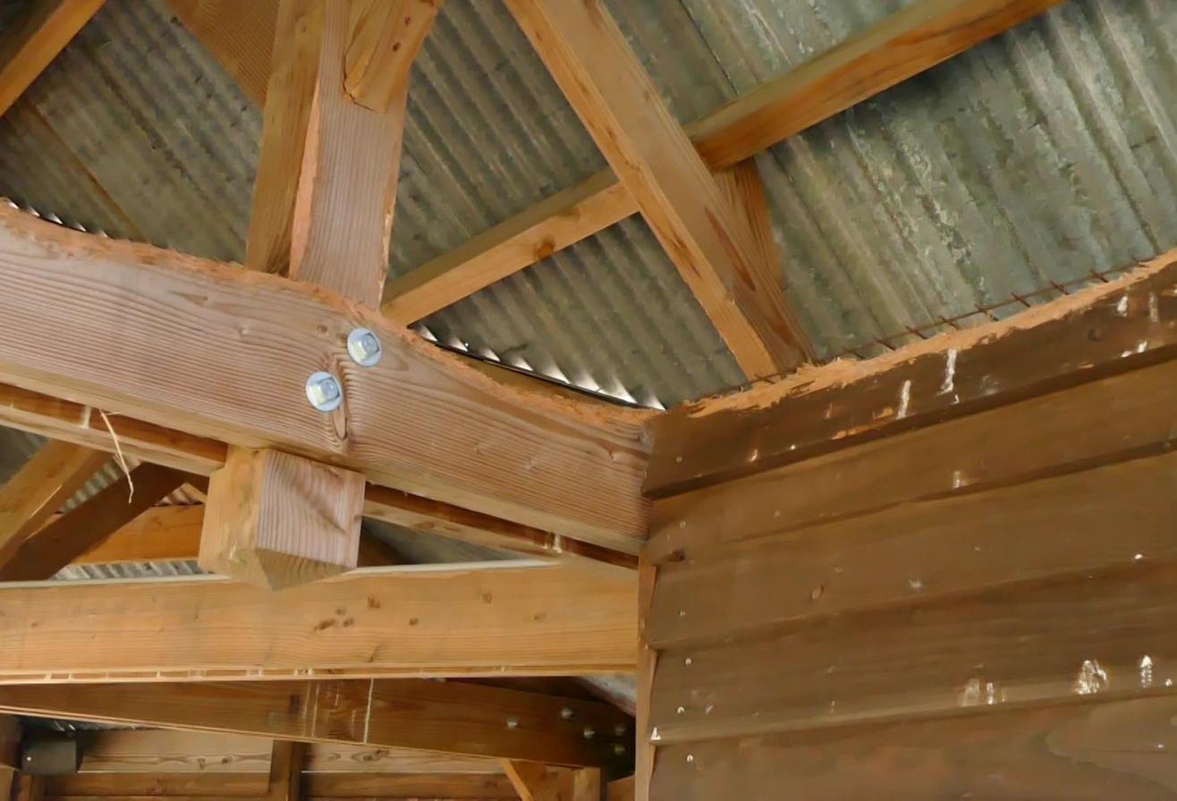 bois travaillé perroquet.jpg