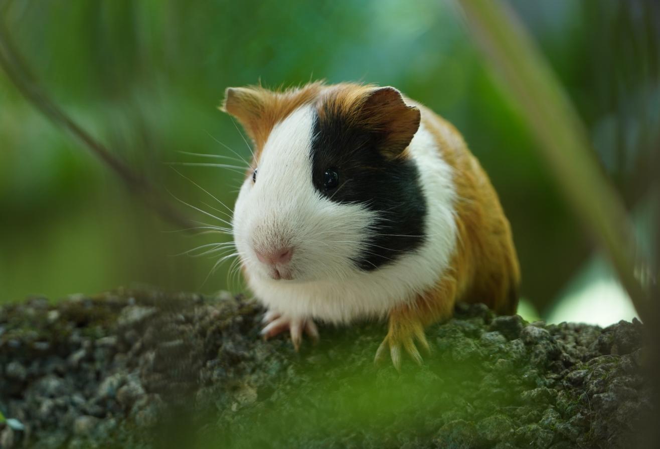 Cochon d'inde