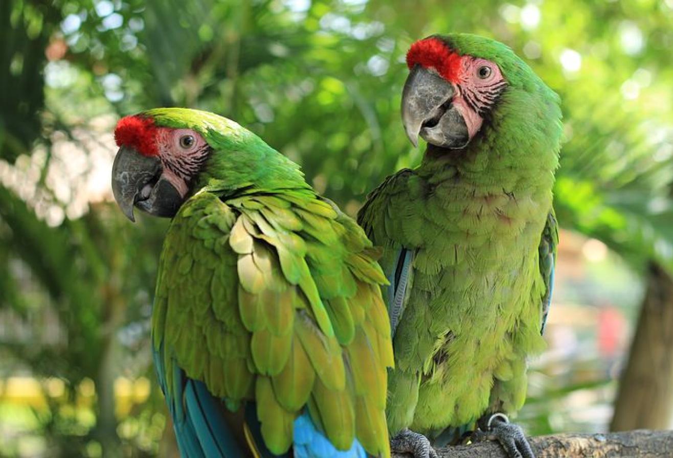 parrot world ara militaire