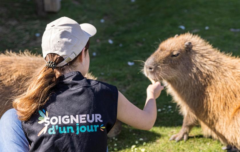 Activités en Île-de-France pour approcher les animaux - Capybaras Soigneur d'un Jour - Que faire pour les vacances d'été 2026 en Île-de-France