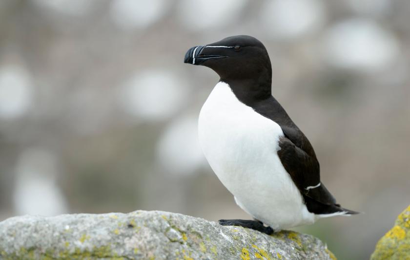 pingouin