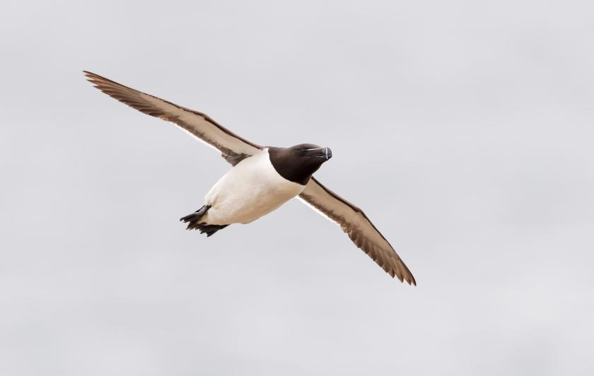 pingouin qui vole