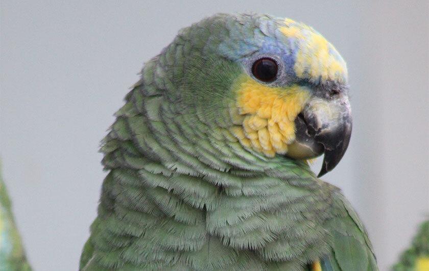 Amazona amazonica