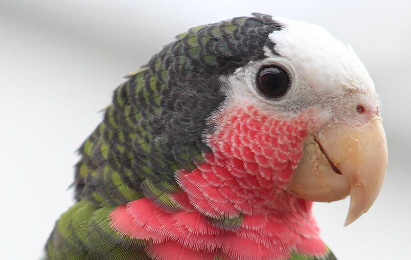 Amazone de Cuba