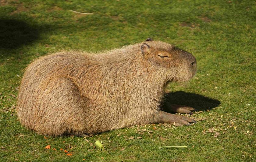 Capybara