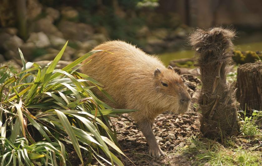 Capybara