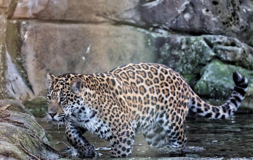 Jaguar tacheté