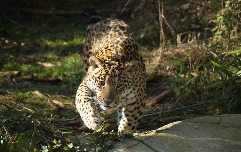 Jaguar tacheté