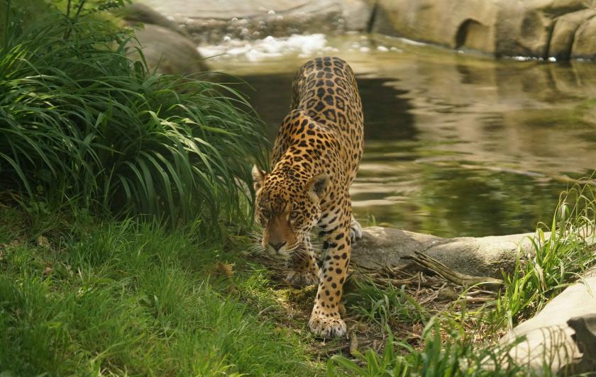 Jaguar