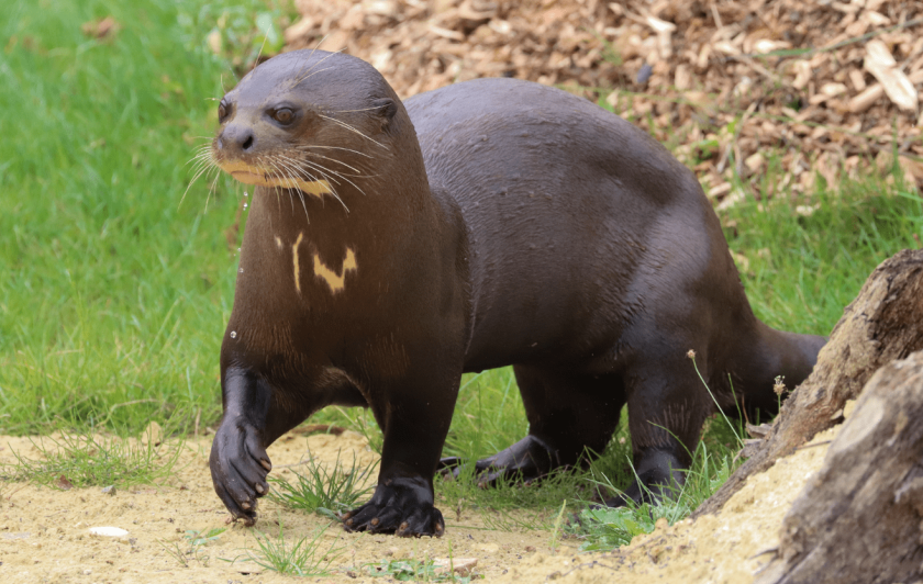 Loutre géante
