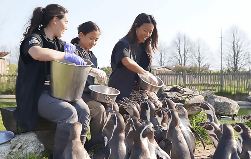Nourrir les Manchots - Immersion séjour Lodges - Dormir avec les animaux