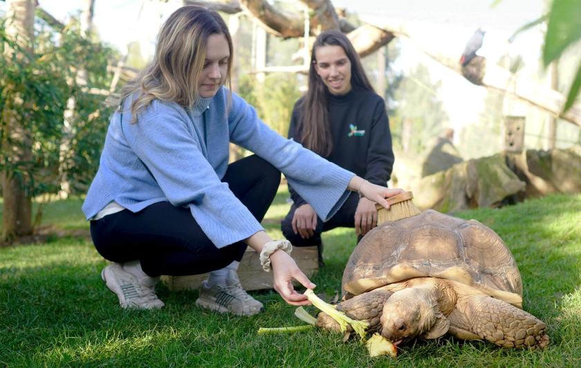 Nourrir les Tortue