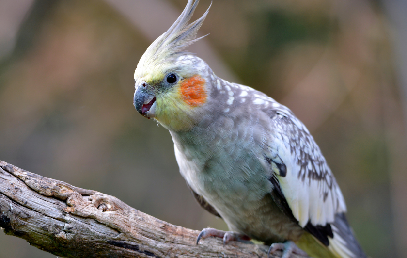 Perruche calopsitte