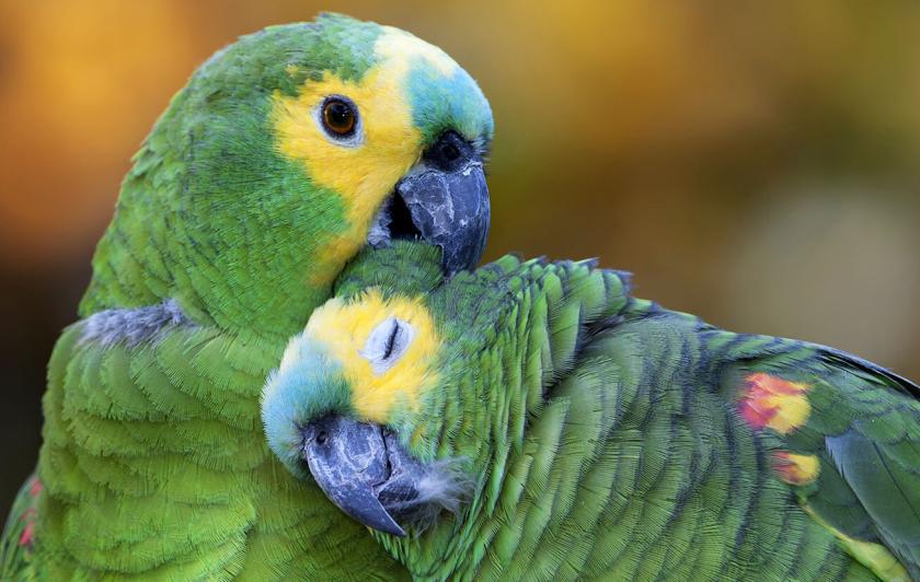 Amazona aestiva