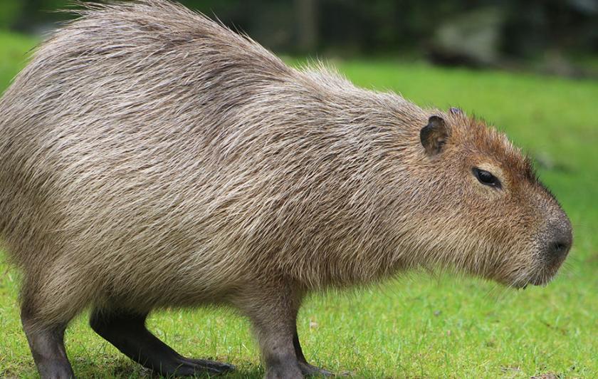 Capybara