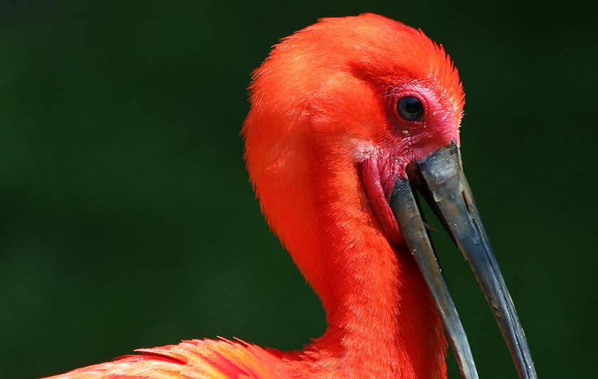IBIS ROUGE